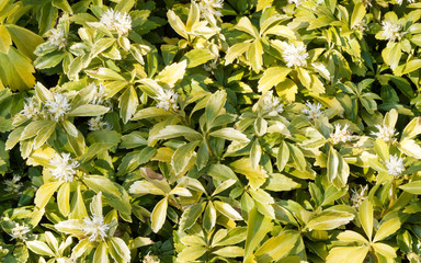 Pachyssandre du Japon (Pachysandra terminalis) à floraison blanche et verdâtre printanière, au...