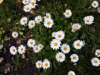 White small flowers of Daisies, Bellis perennis in the garden. © beres