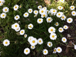 White small flowers of Daisies, Bellis perennis in the garden. © beres