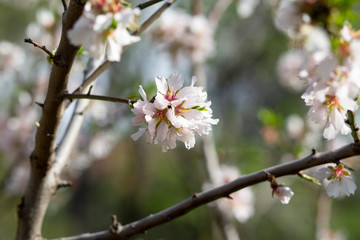 Bouquet of flowers of almond tree