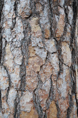 Background of old pine bark