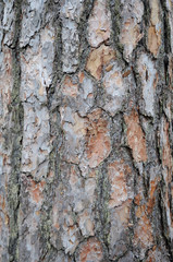 Background of old pine bark