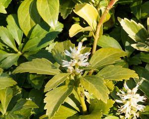 Pachysandra terminalis | Pachyssandre du Japon. Gros plan sur bourgeons et fleurs blanches à...
