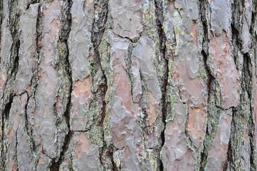 Background of old pine bark