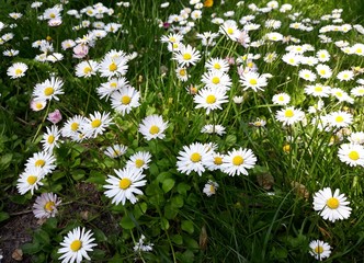 White small flowers of Daisies, Bellis perennis in the garden. © beres