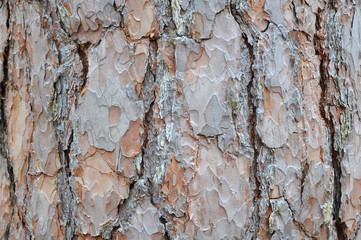 Background of old pine bark