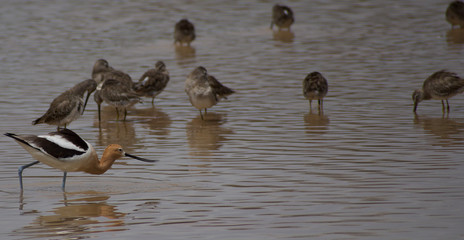 American Avocet in a Crowd