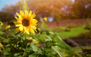 A large sunflower blossom in the bright warm sunshine in an English country garden.