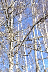 branches of a tree on background of blue sky