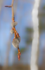 branch of pussy willow