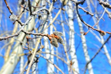 bird on branch