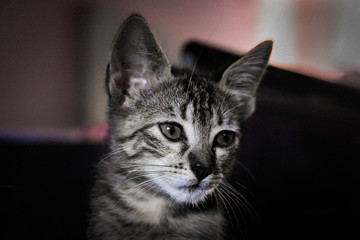 Gato, Felino, Mascotas, Amigo, Compañia