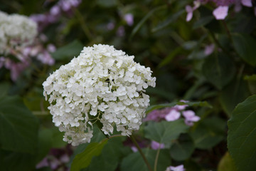 A white hydrangea in a garden in the UK