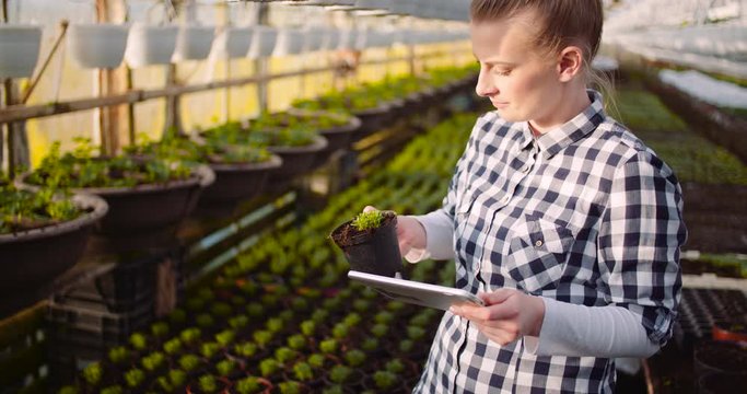 gardener using digital tablet in greenhouse