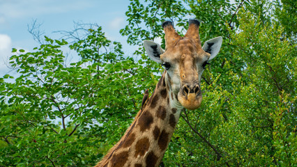 Giraffe and his Friend