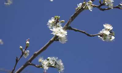 floraison printannière d'un prunier 