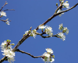 floraison printannière d'un prunier 