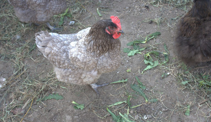 poule grise dans le poulailler