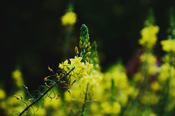 Flores, colores, primavera, Vida, plantas, flowers