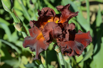 Iris cock with a lilac shade in our city garden