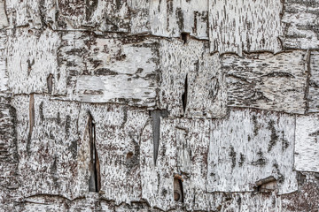 surface covered bark of birch.