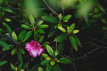 Flores, colores, primavera, Vida, plantas, flowers