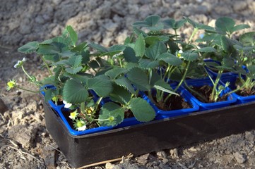 barquette de plants de fraisier à planter dans le potager - 333296631