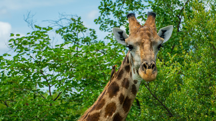 Giraffe and his Friends