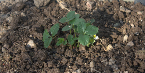 plantation de fraisier dans le jardin potager