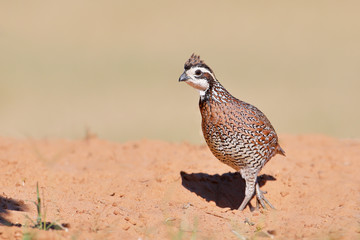 Northern Bobwhite (Colinus virginianus) male, South Texas, USA