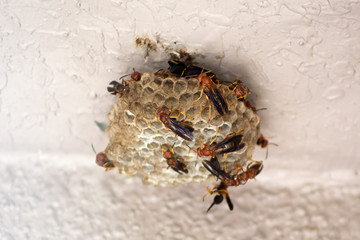 A view of several red paper wasps building a nest on the ceiling of a patio at a home.