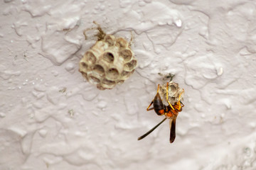 A view of a red paper wasp building a nest on the ceiling of a home.