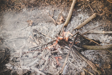 Bonfire in the forest. Burned bonfire. Ashes. Small fire. Forest tourism.
