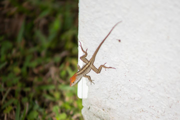 A view of a redhead brown anole lizard perched on a wall, located in Orlando, Florida.