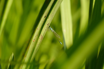 Blaue Kleinlibelle auf einem Grashalm im Grünen sitzend