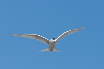 White-fronted Tern in Australasia