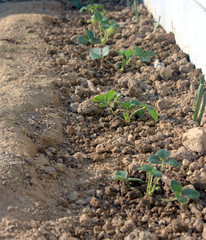 plantation de fraisier dans le jardin potager
