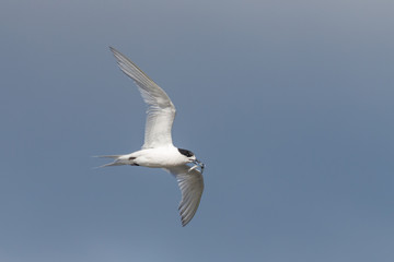 Fototapeta na wymiar White-fronted Tern in Australasia