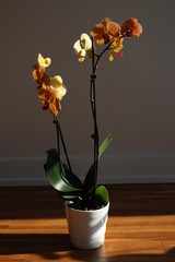 Orchid flowers and leaves in home pot