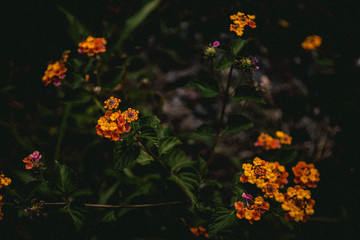 Flores, colores, primavera, Vida, plantas, flowers