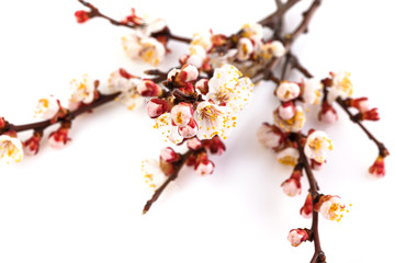 Twig blooming apricot flowers . Fruit flowers blooming with twig on white background.