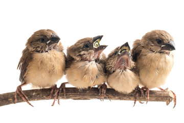 Four baby the white-headed munia (Lonchura maja) isolated on white background