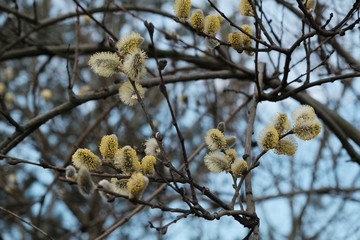 Silvery catkins of Salix caprea (goat willow, also known as the pussy willow or great sallow)