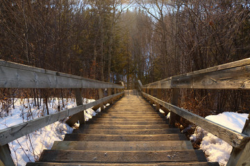 wooden staircase into forest