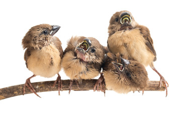 Four baby the white-headed munia (Lonchura maja) isolated on white background