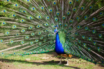 Naklejka premium Peacock with majestic spreaded tail feathers filling the photograph