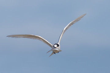 White-fronted Tern in Australasia