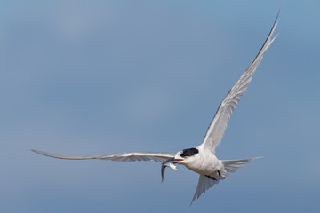 White-fronted Tern in Australasia