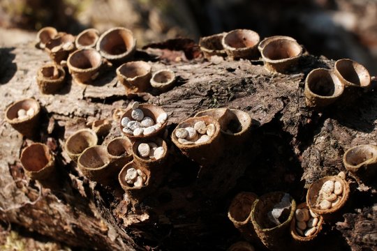 Amazing little mushrooms, like cup with pebbles - Crucibulum laeve