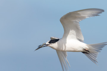 Fototapeta na wymiar White-fronted Tern in Australasia